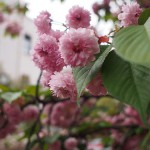 大阪奈良の桜とグルメ ②【新世界と造幣局の桜編】